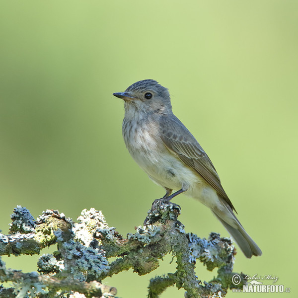 Lejsek šedý (Muscicapa striata)