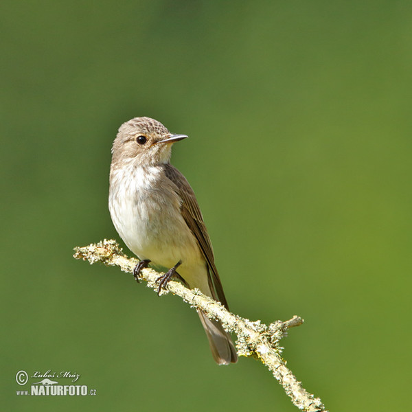 Lejsek šedý (Muscicapa striata)