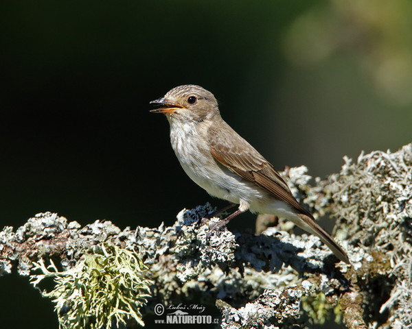 Lejsek šedý (Muscicapa striata)