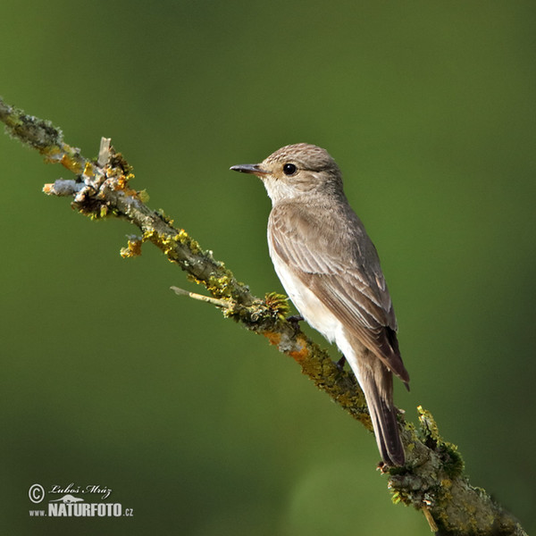 Lejsek šedý (Muscicapa striata)