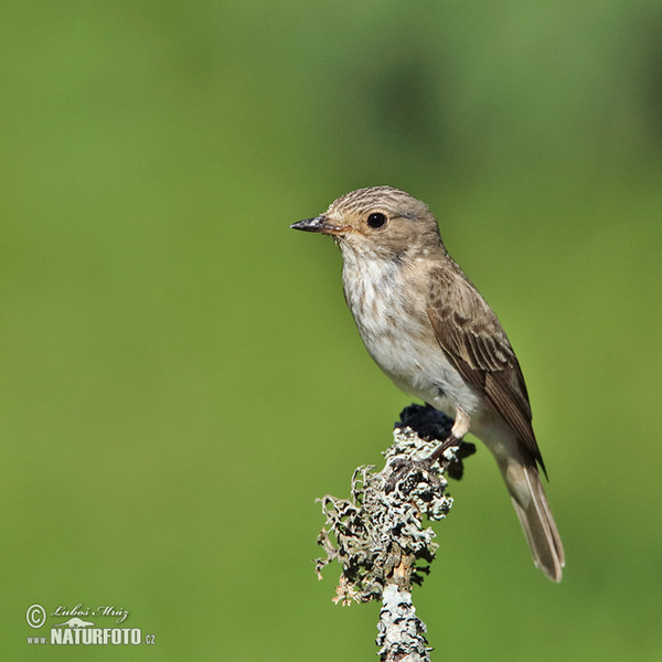 Lejsek šedý (Muscicapa striata)