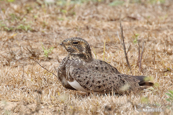 Lelek šedočelý (Nyctidromus albicollis)