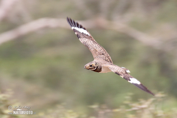 Lelek šedočelý (Nyctidromus albicollis)