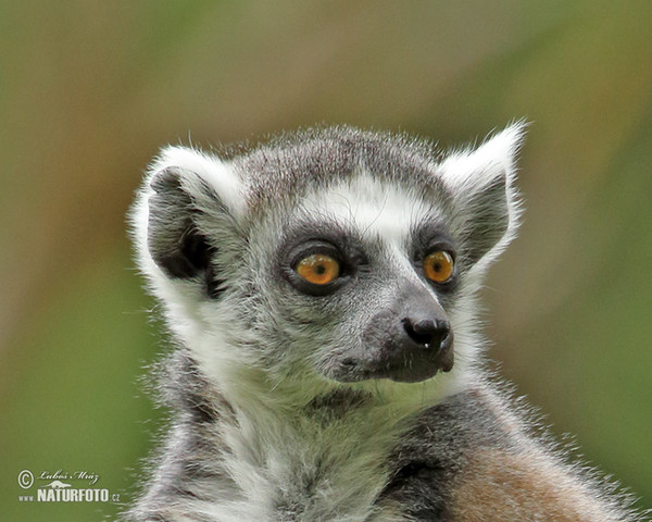 Lemur kata (Lemur catta)