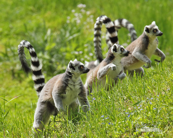 Lemur kata (Lemur catta)