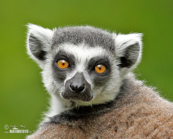 Lemur kata (Lemur catta)