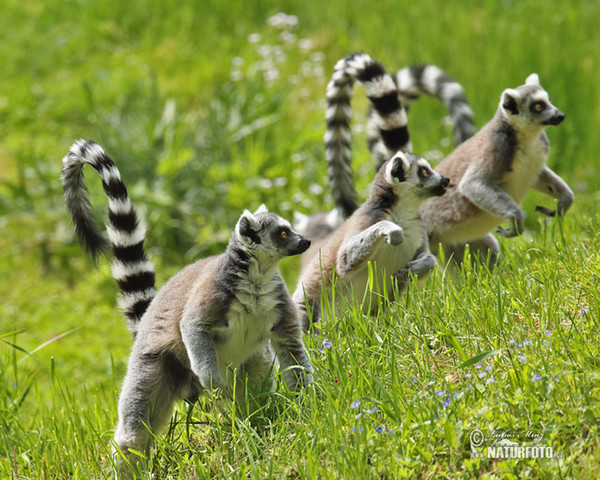Lemur katta mačkovitý (Lemur catta)