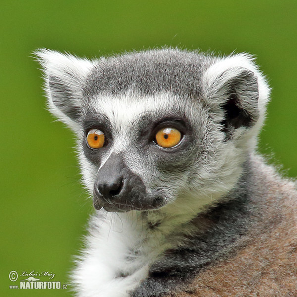 Lemur katta mačkovitý (Lemur catta)