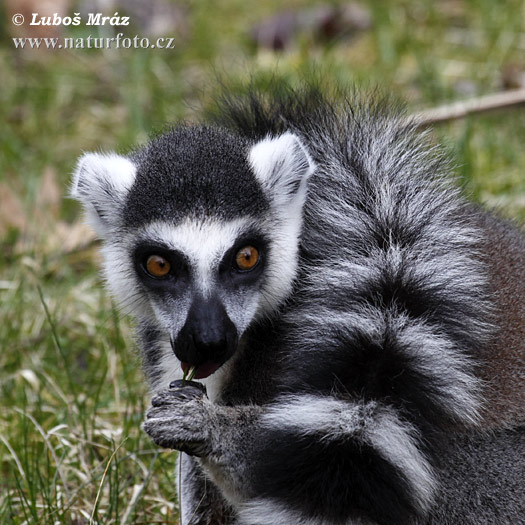 Lemur katta mačkovitý (Lemur catta)