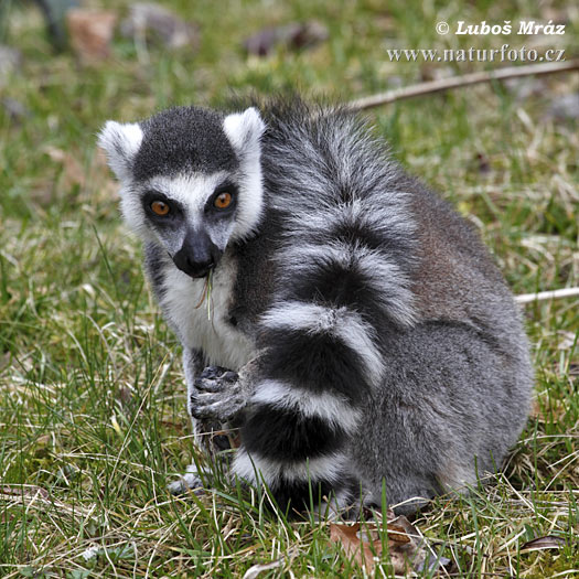 Lemur katta mačkovitý (Lemur catta)