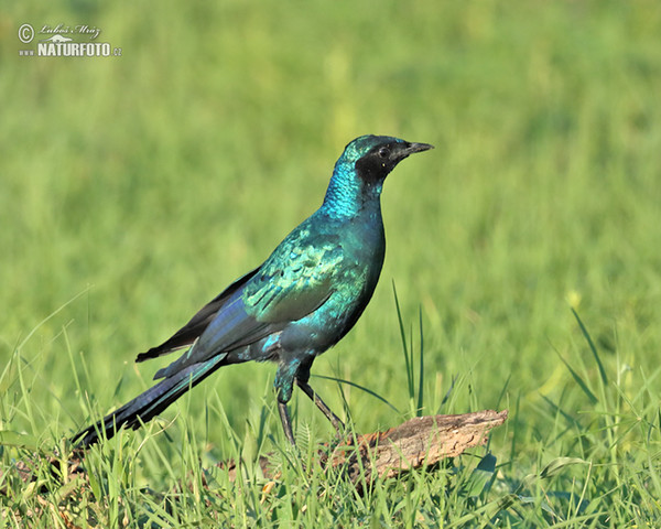 Leskoptev dlouhoocasá (Lamprotornis caudatus)