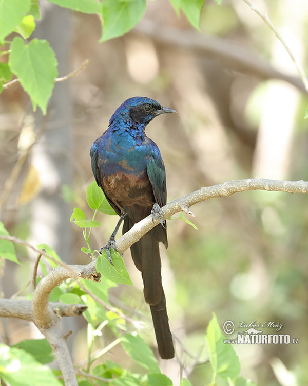 Leskoptev dlouhoocasá (Lamprotornis caudatus)