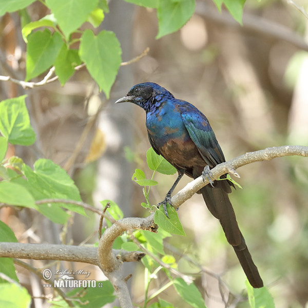 Leskoptev dlouhoocasá (Lamprotornis caudatus)