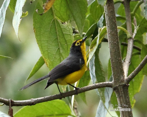 Lesňáček brýlový (Myioborus melanocephalus)