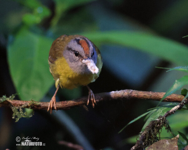 Lesňáček korunkatý (Myiothlypis coronata)