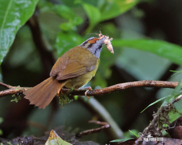 Lesňáček korunkatý (Myiothlypis coronata)