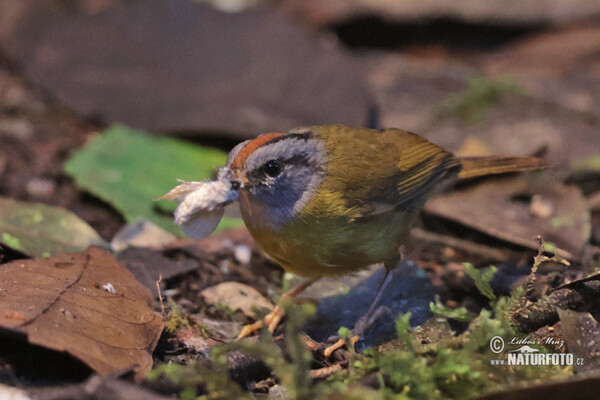 Lesňáček korunkatý (Myiothlypis coronata)