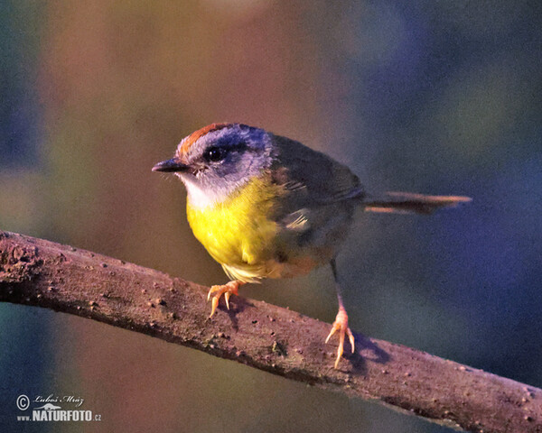 Lesňáček korunkatý (Myiothlypis coronata)