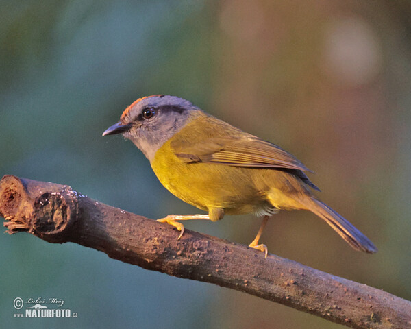 Lesňáček korunkatý (Myiothlypis coronata)