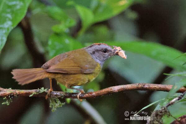 Lesňáček korunkatý (Myiothlypis coronata)