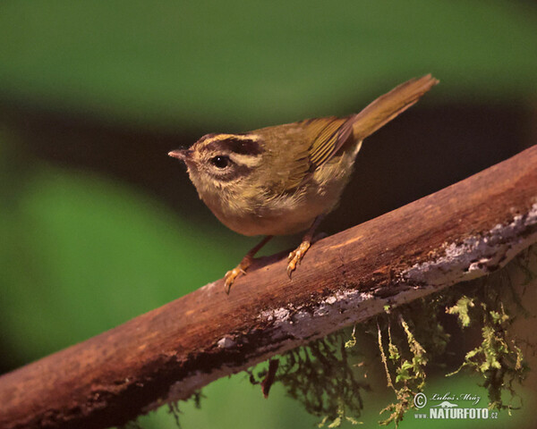 Lesňáček pruhohlavý (Basileuterus tristriatus)