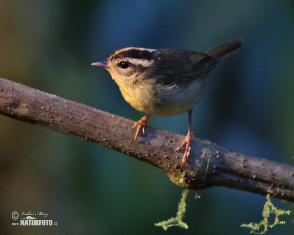 Lesňáček pruhohlavý (Basileuterus tristriatus)