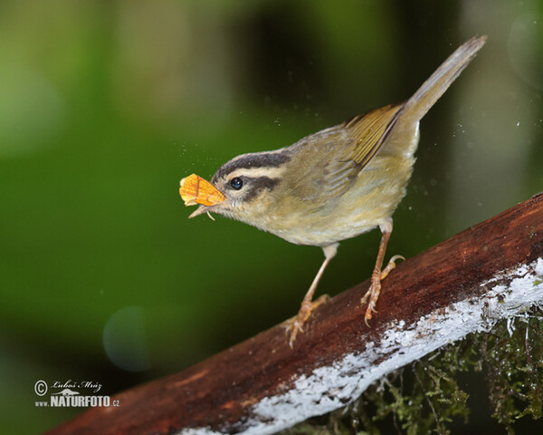 Lesňáček pruhohlavý (Basileuterus tristriatus)