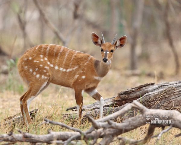 Lesoň (Tragelaphus scriptus)