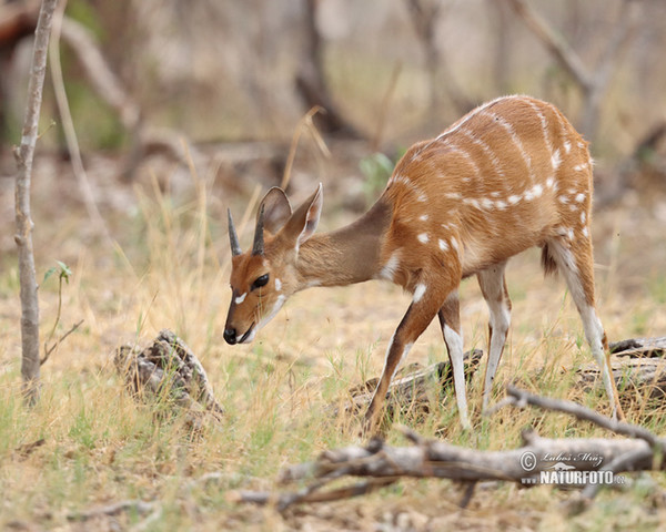 Lesoň (Tragelaphus scriptus)