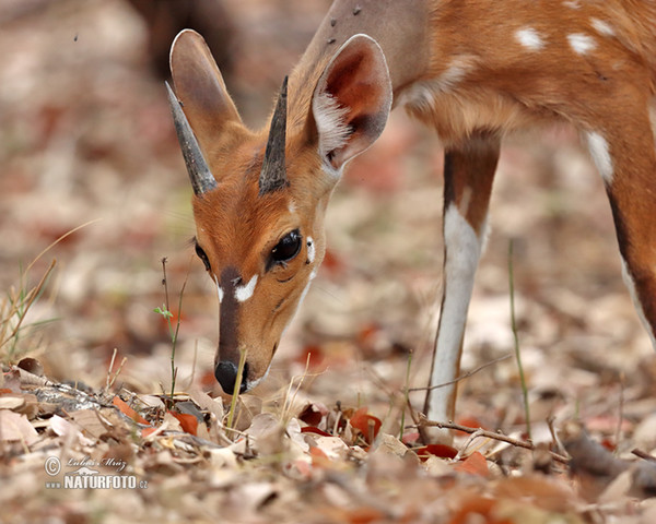 Lesoň (Tragelaphus scriptus)