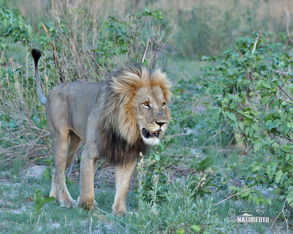 Lev (Panthera leo)