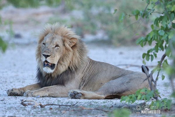 Lev (Panthera leo)