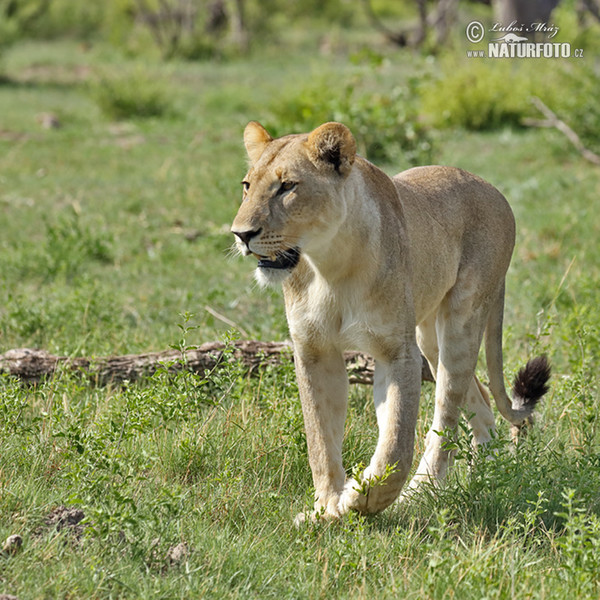 Lev (Panthera leo)