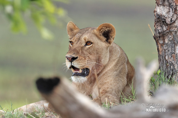 Lev (Panthera leo)