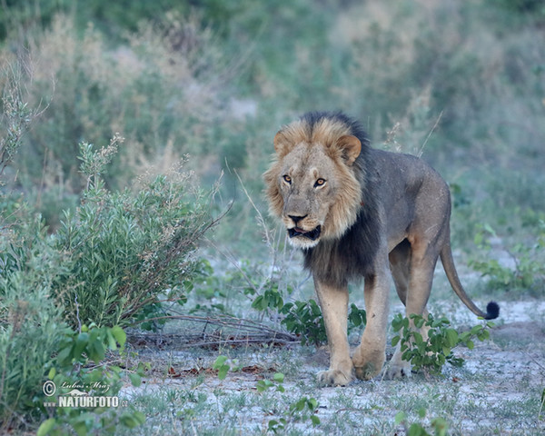 Lev púšťový (Panthera leo)