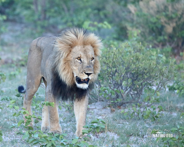 Lev púšťový (Panthera leo)