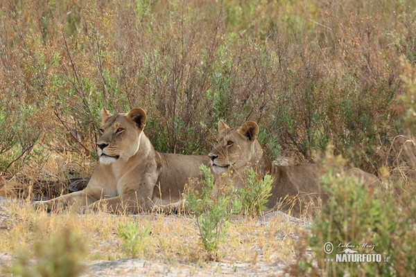 Lev púšťový (Panthera leo)