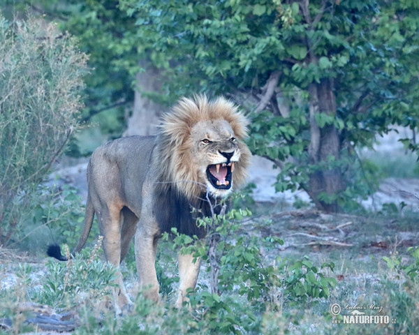 Lev púšťový (Panthera leo)