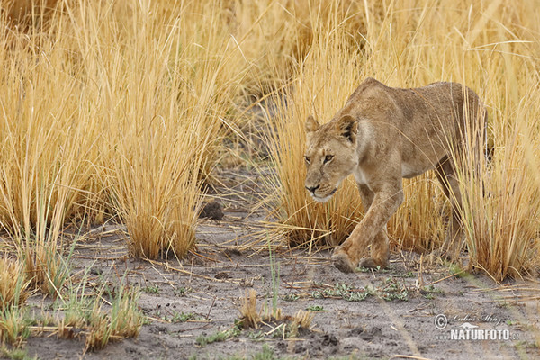 Lev púšťový (Panthera leo)