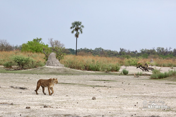 Lev púšťový (Panthera leo)