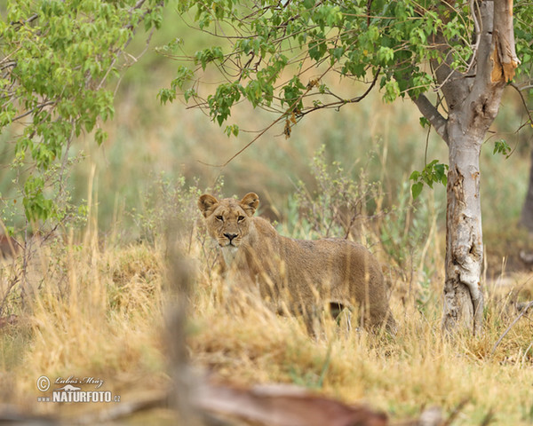 Lev púšťový (Panthera leo)