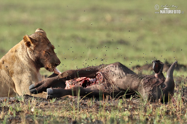 Lev púšťový (Panthera leo)