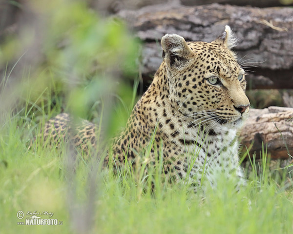 Levhart skvrnitý africký (Panthera pardus)