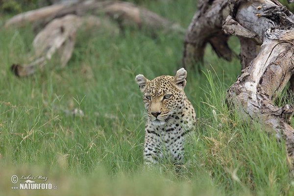 Levhart skvrnitý africký (Panthera pardus)