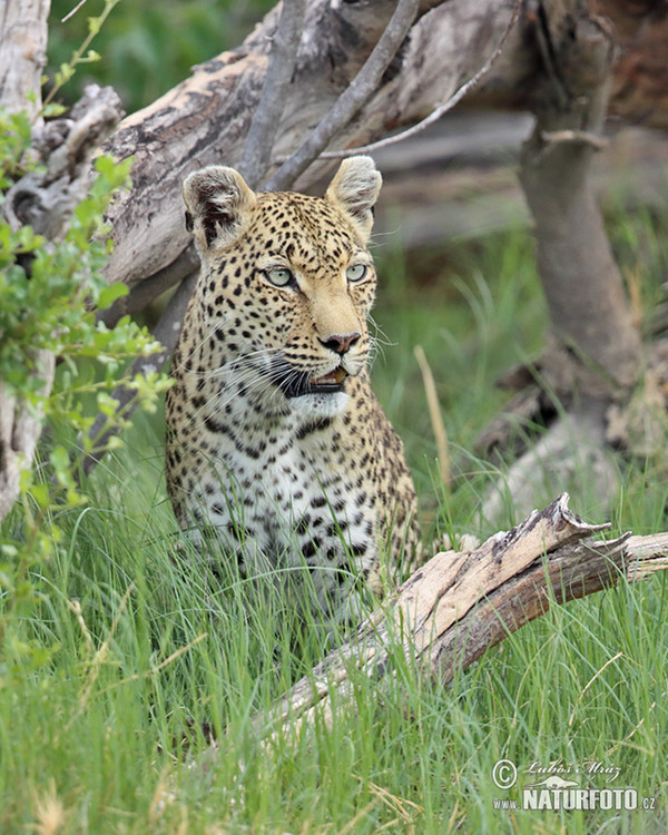 Levhart skvrnitý africký (Panthera pardus)