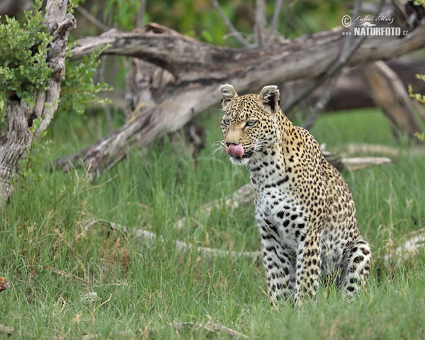 Levhart skvrnitý africký (Panthera pardus)