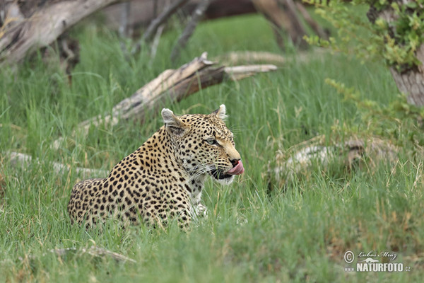 Levhart skvrnitý africký (Panthera pardus)