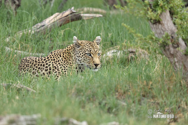 Levhart skvrnitý africký (Panthera pardus)