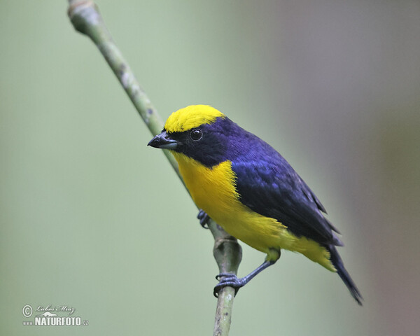 Libohlásek tlustozobý (Euphonia laniirostris)