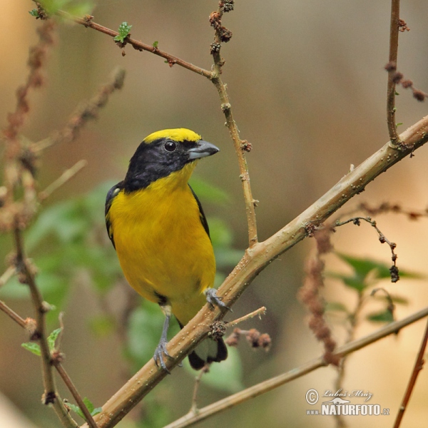 Libohlásek tlustozobý (Euphonia laniirostris)